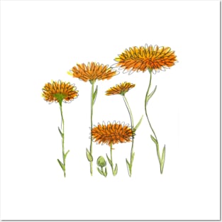 Calendula Posters and Art